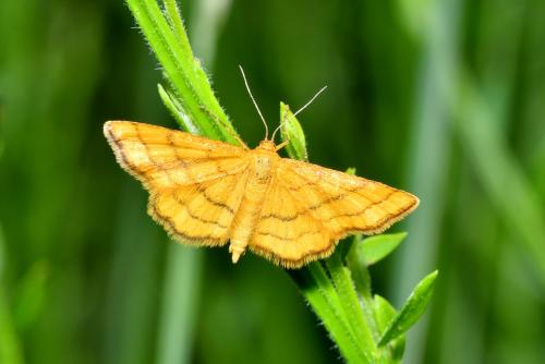 Réf. 206 918 : Idaea aureolaria